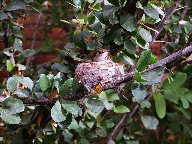 Hummingbirds from backyards and beyond